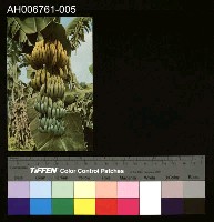 藏品(日治臺灣果物芭蕉明信片)的圖片